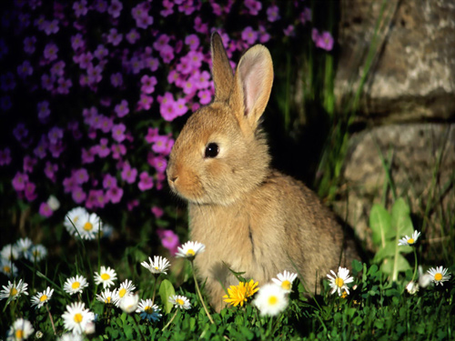 adorable bunny wallpaper