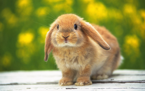 Cute Rabbit wallpaper