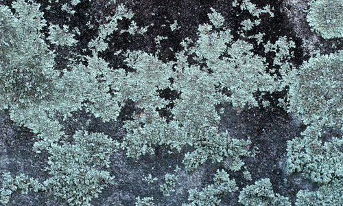 lichen stone texture
