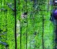 35 Appreciable Lichen and Moss Textures