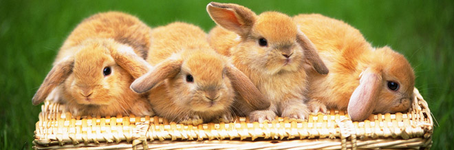 77514 Bunny Wallpaper Images Stock Photos  Vectors  Shutterstock