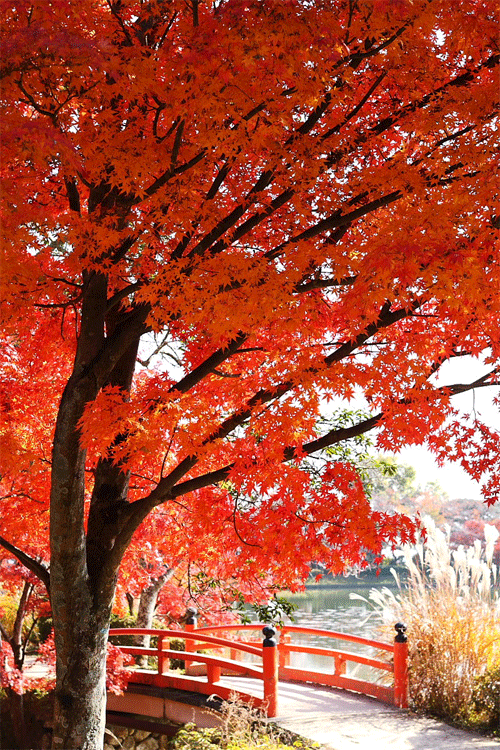 autumn (Daikakuji, Kyoto)