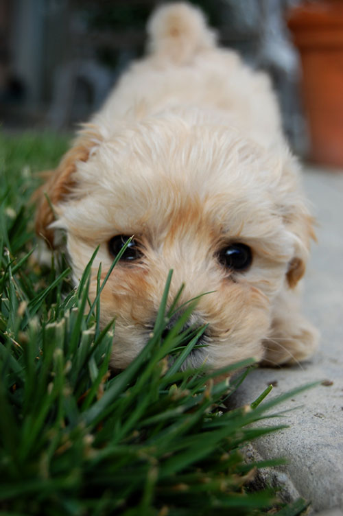 Lovely Hello Puppy Photo