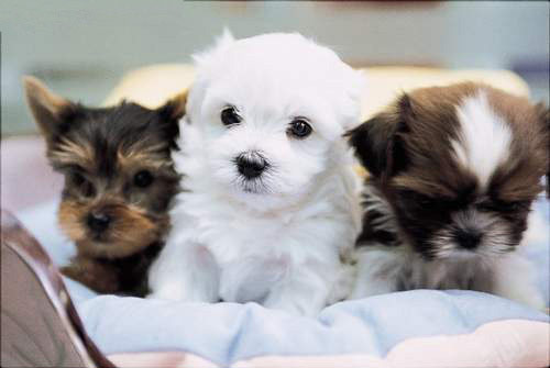 Beautiful Puppies