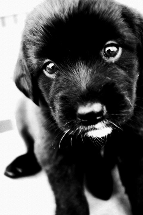 adorable black puppy photo