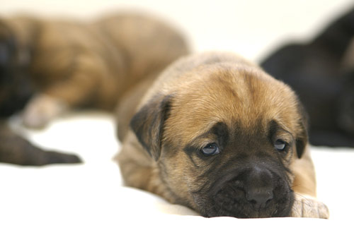 Cutie Sleepy Puppy Photo