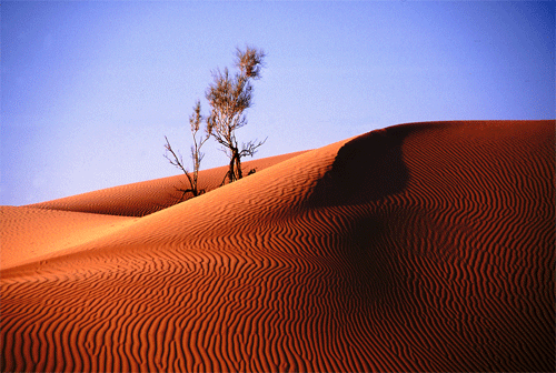 Sand dune in the Rub’ al Khali desert