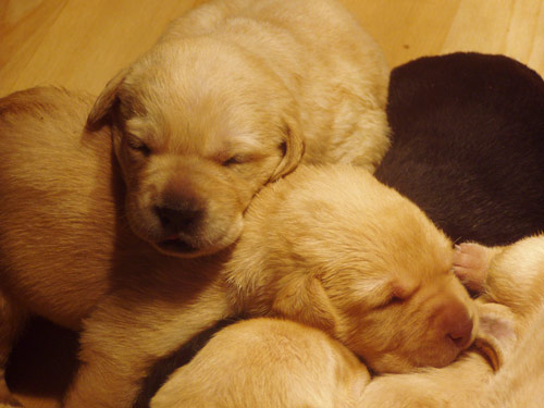 Cuddly Newest Puppies