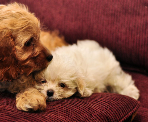 Lovely Cuddle Puppies