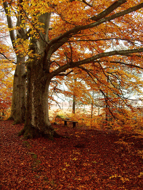 Sweden autumn