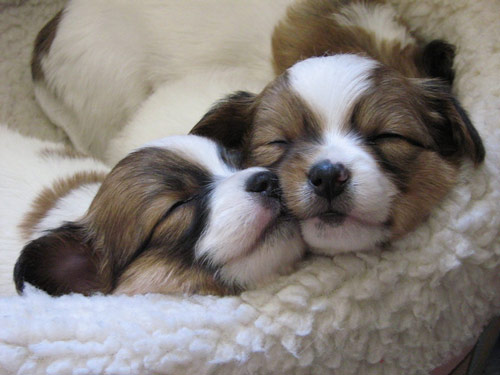 good sleepy puppies photo