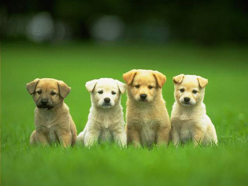 Cute Puppies in Photo