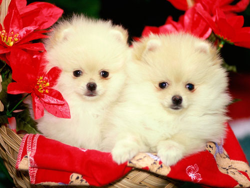 Cutest Puppies Planet