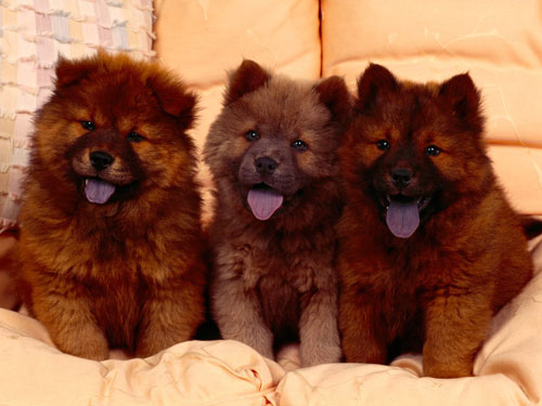 Cozy Couch Chow Chow Puppies