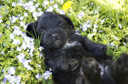 adorable sleepy puppy