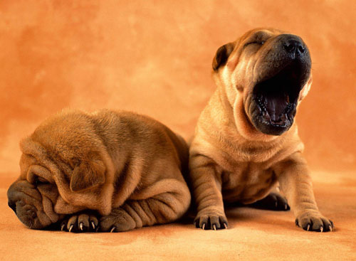 lovely shar pei puppy