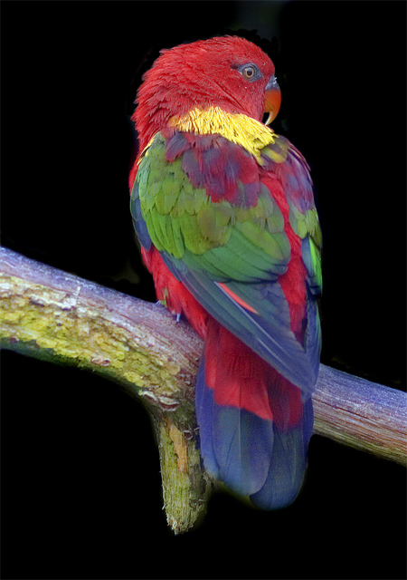 Yellow Backed Chattering Lory on Black