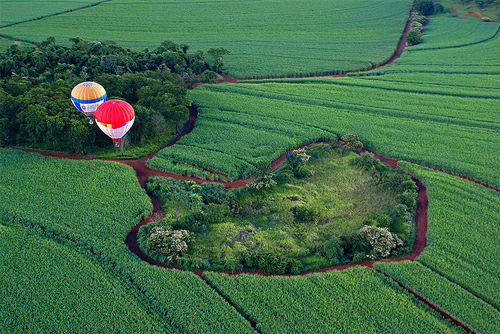 Bird view XX — Grande coração