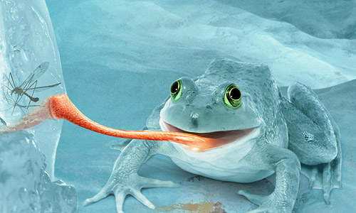 Alluring Snow Frog