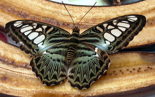 cool still butterfly WP