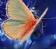 33 Soaring Butterfly Wallpapers You Can’t Resist