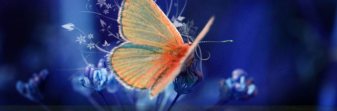 33 Soaring Butterfly Wallpapers You Can’t Resist