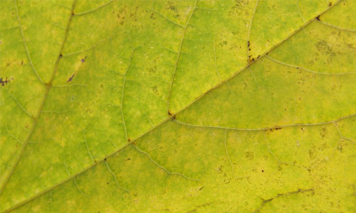 Relaxing Leaf Texture