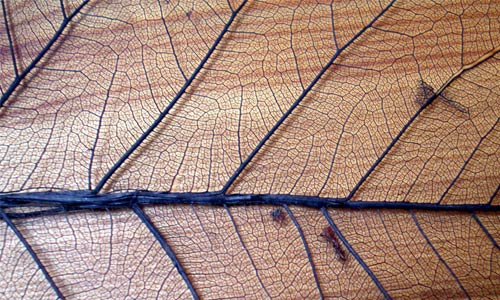 Rare Leaf Vein Texture
