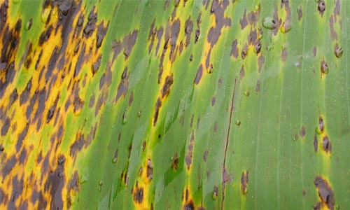 Simple Banana Leaf Detailed Texture