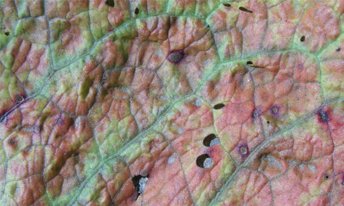 CloseUp Look on Leaf Texture