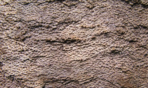 Unusual Bark Texture