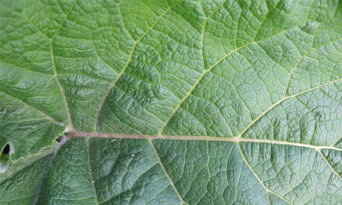 Cool Leaf Texture