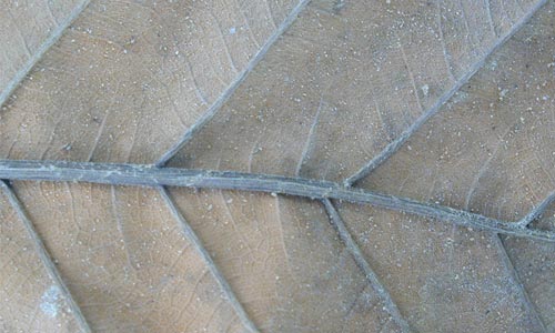 In Detail for Dried Leaf Texture