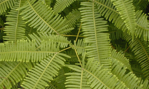 Flaunted Leaf Texture