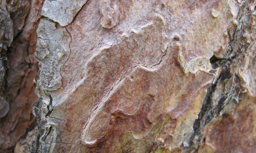 Bark Texture Obsession