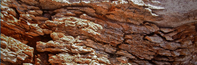 Free High Quality Collection of 33 Bark Textures