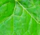 36 New and Adaptive Free Leaf Textures