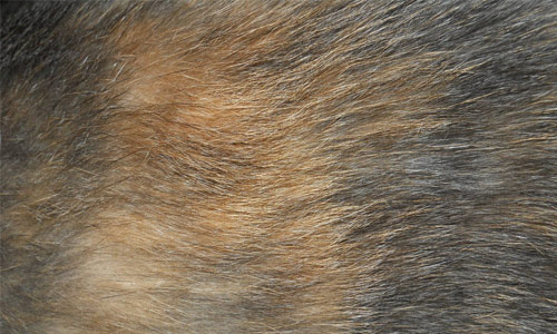At Ease Fur Texture