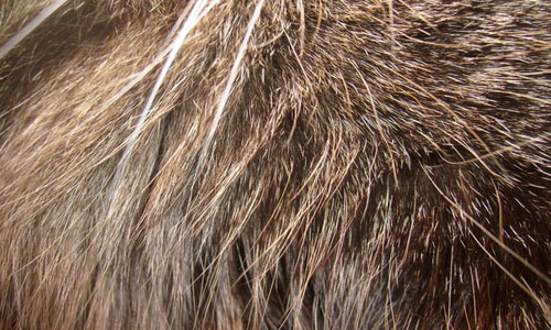 In Perfect Style Fur Texture