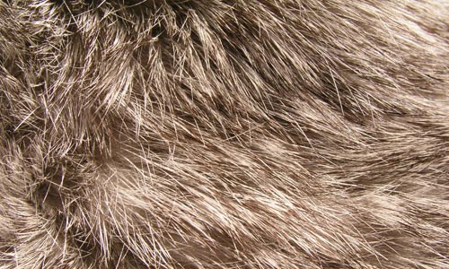 Rabbit Fur in Style Texture