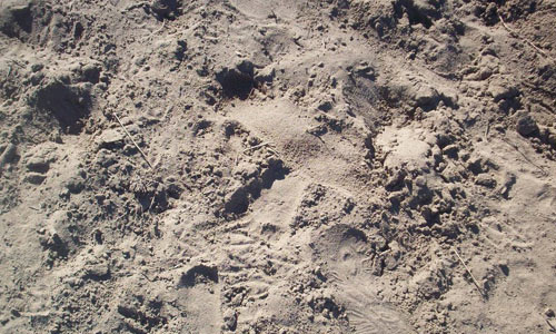 Pale Yet Still Cool Sand Texture