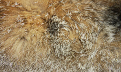 Amazingly Striking Fur texture