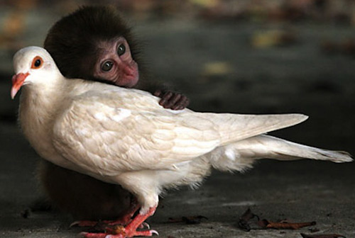 Inspiring Monkey and Pigeon Hug Photograph