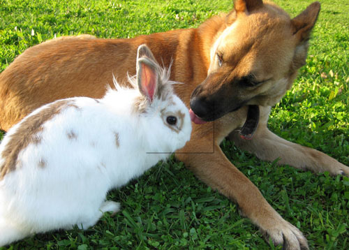 Conversational Dog and Rabbit Photo