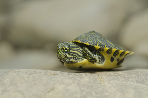 Very Pretty Baby Turtle Photo