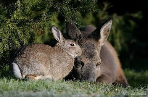 Very Heart Melting Animal Friendship