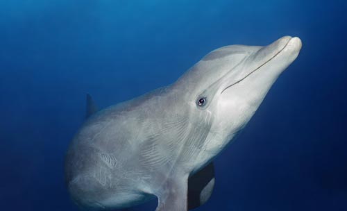 Amazing Eye Dolphin WP