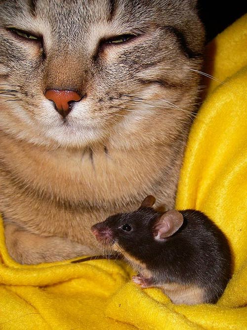 Indeed A Very Rare Animal Friendship Photo