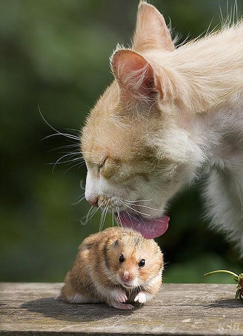 Such Endearing Photo of an Animal Friendship