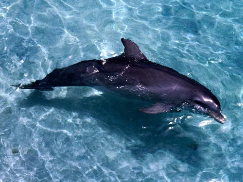 Water Lover Dolphin WP